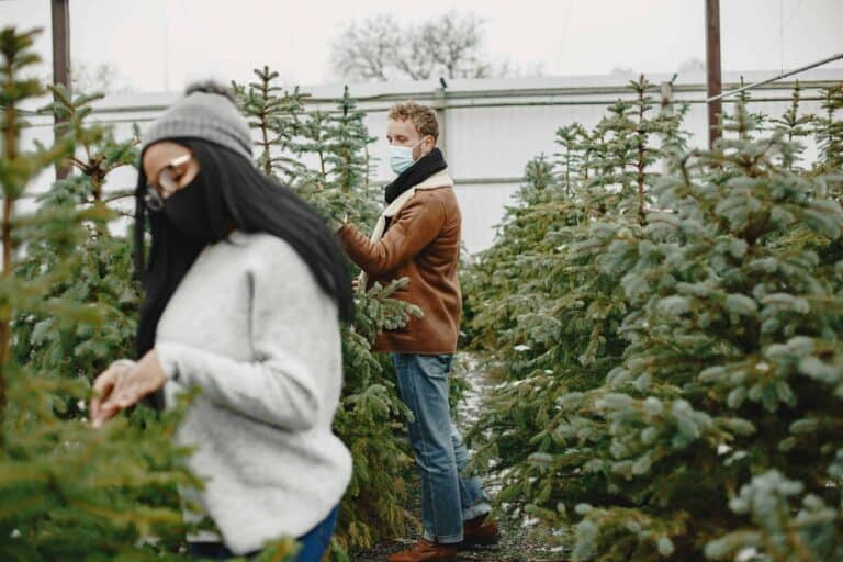 Közeleg a karácsony: fenyőfából nem lesz hiány, Nógrádban is garantált a kiváló minőség