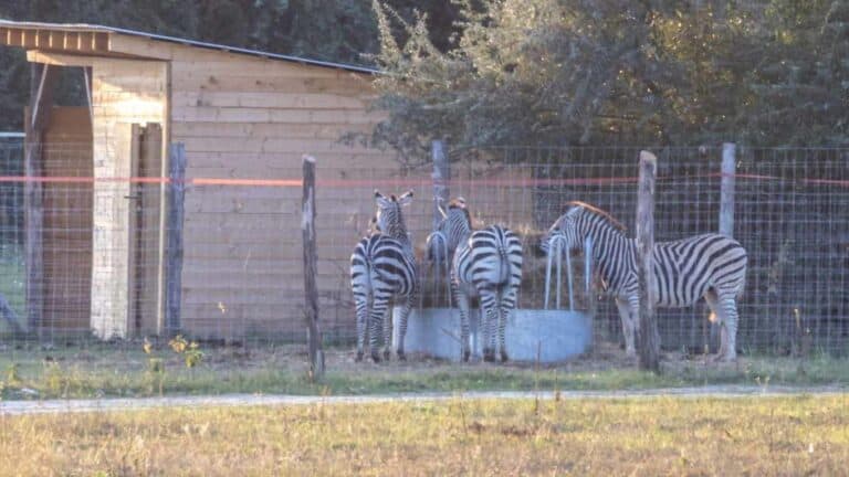 Zebrák és egzotikus állatok a Mészáros-ingatlanon – szafariparkot fedezett fel a Gulyáságyú Média