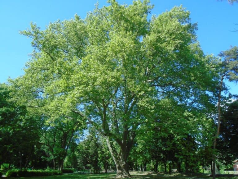 Európában is megkoronázhatják az egri Érsekkert óriási platánját