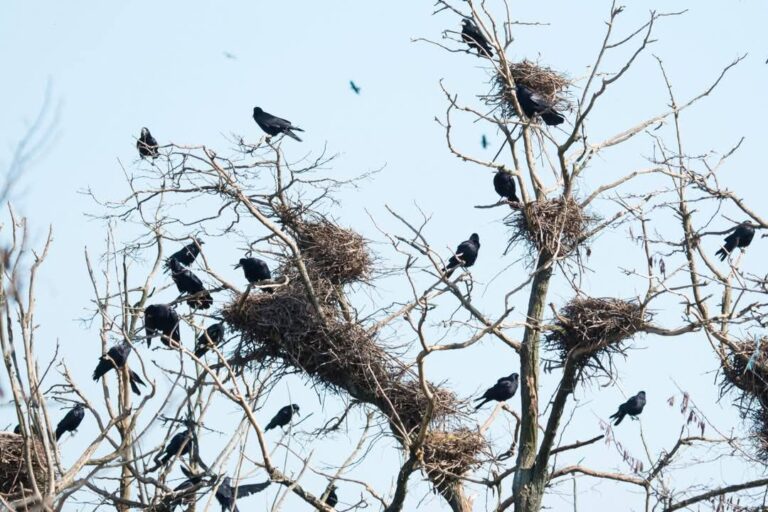 Reszkessetek, károgók! – Balassagyarmat ismét felveszi a harcot a vetési varjakkal