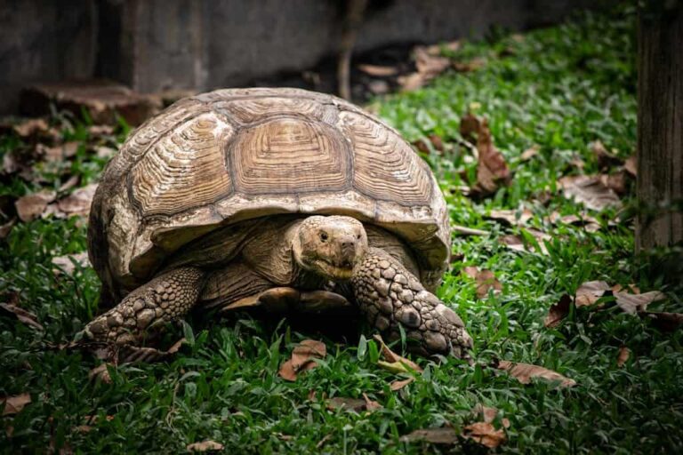 Houdini, a szökevény afrikai teknős a Gyöngyösi Állatkertben talált új otthonra