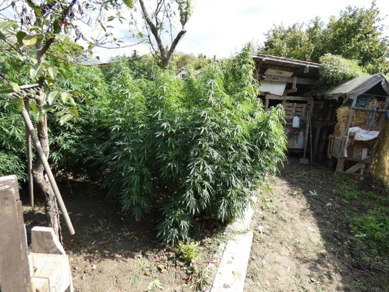 Rendőrök takarították be a nagy gonddal nevelgetett vadkendert Nógrádban