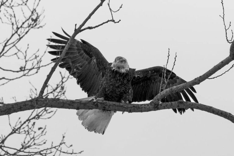 Mentett parlagi sas térhetett vissza újult erővel a természetbe