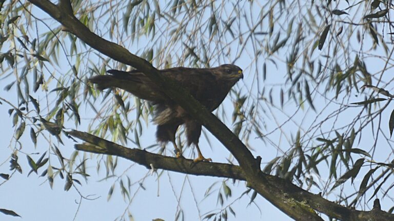 Ragadozómadár esett az ércbánya zagytározójába, komoly haditerv kellett a kimenekítéséhez